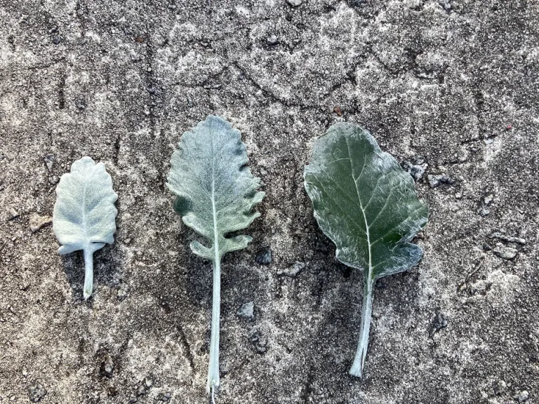 Jacobaea maritima young, intermediate, older leaf