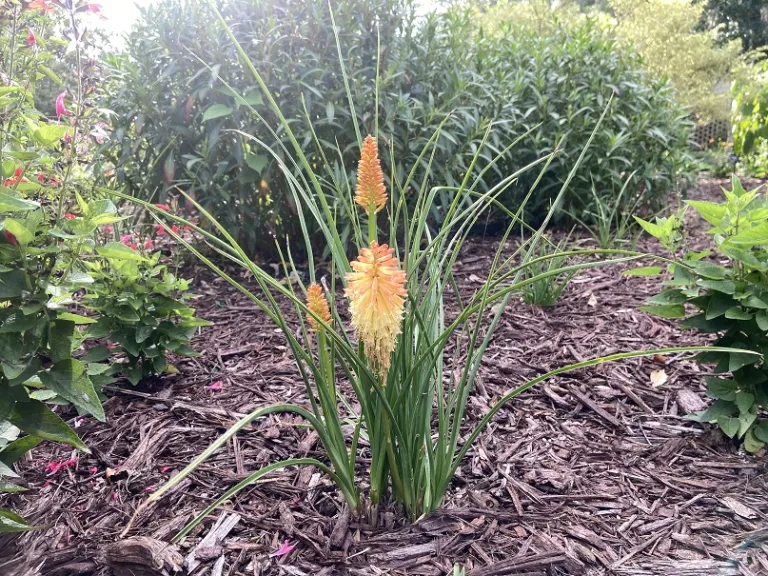 Kniphofia 'Backdraft' (PYROMANIA® Collection) flowering habit