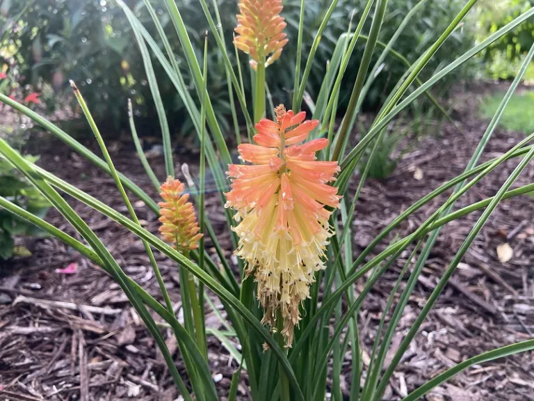 Kniphofia 'Backdraft' (PYROMANIA® Collection) flowers