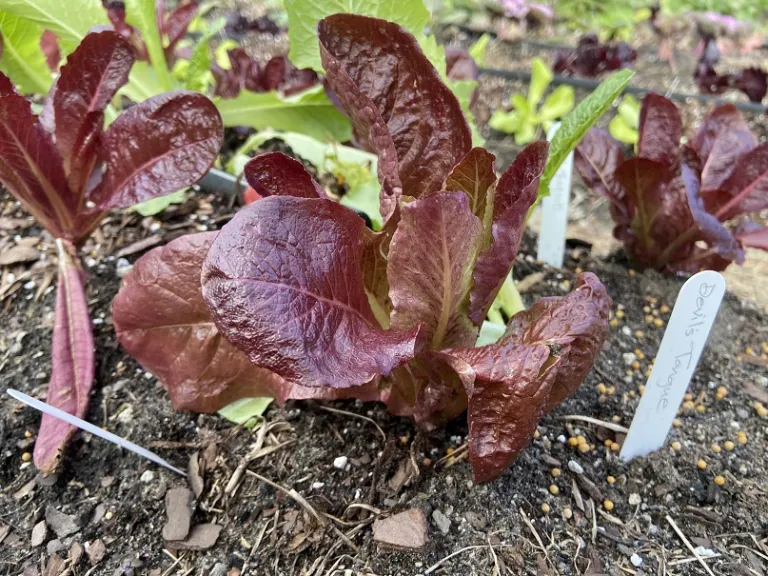 Lactuca sativa 'Devil's Tongue' habit