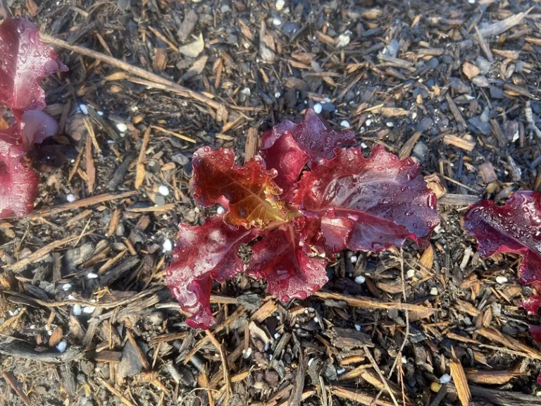 Lactuca sativa 'Merlot' (Galactic) foliage