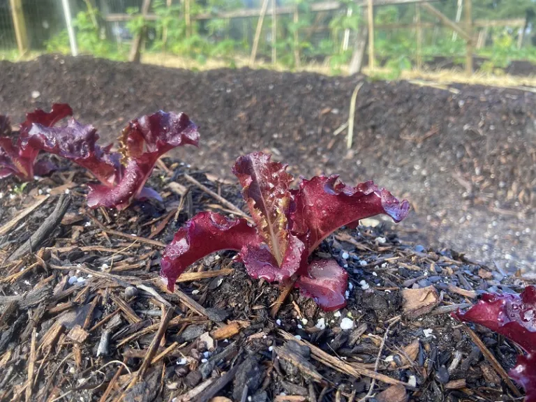 Lactuca sativa 'Merlot' (Galactic) habit