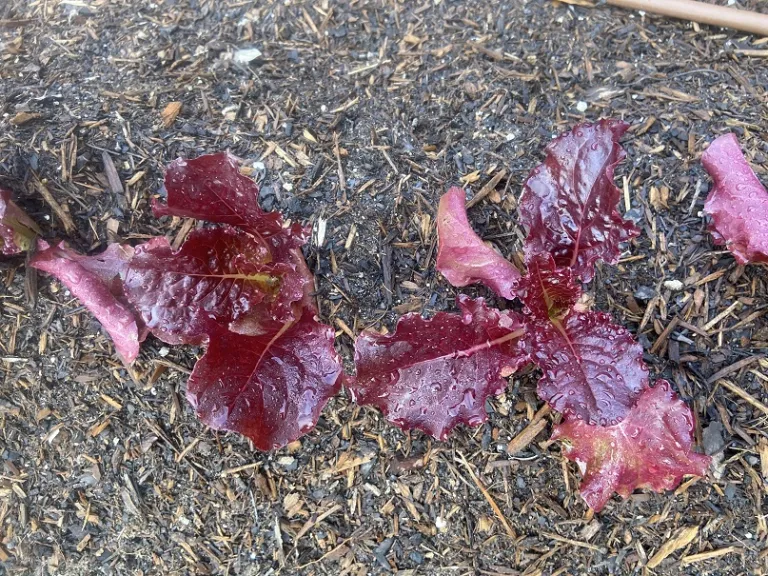 Lactuca sativa 'Outredgeous' foliage