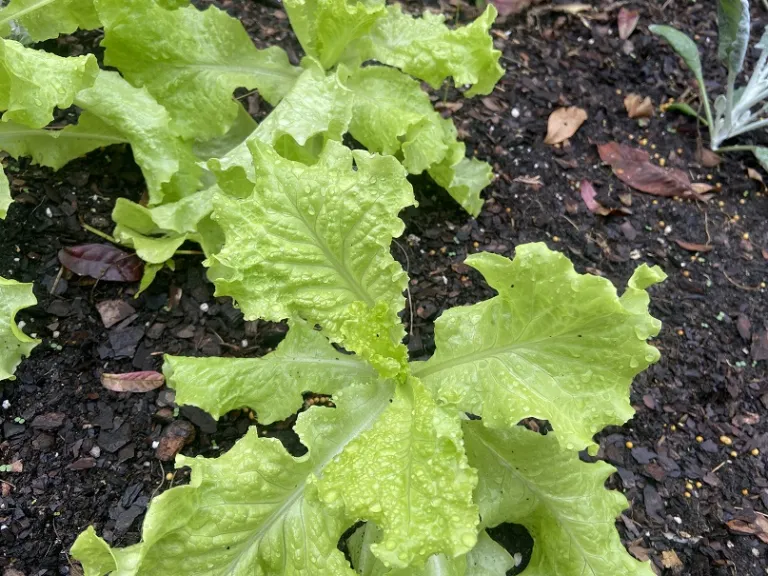 Lactuca sativa 'Simpson Elite' foliage