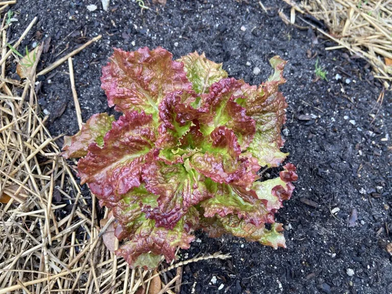 Lactuca sativa 'Susan's Red Bibb' foliage