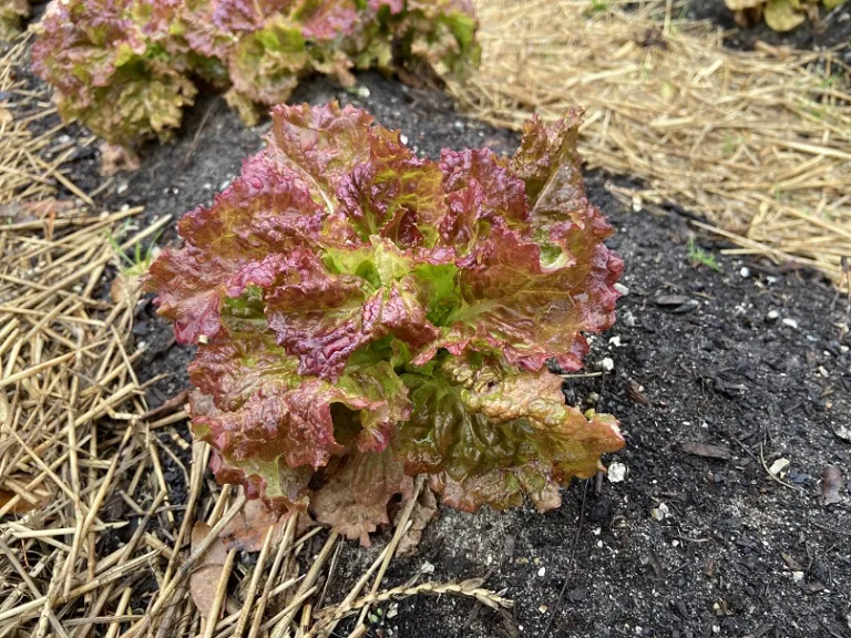 Lactuca sativa 'Susan's Red Bibb' habit