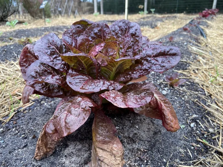 Lactuca sativa 'Sweet Valentine' habit