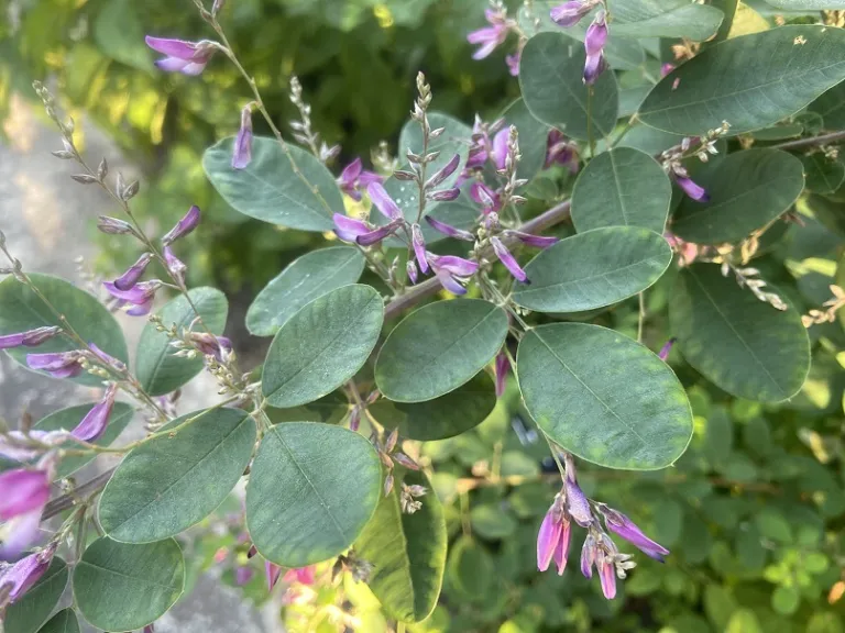 Lespedeza thunbergii subsp. thunbergii 'Little Volcano' foliage and flower buds