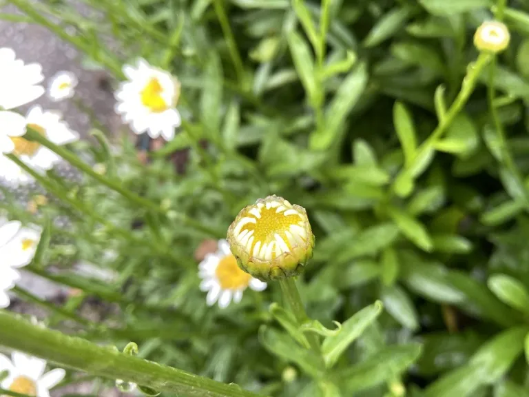 Leucanthemum × superbum 'Becky' flower bud opening