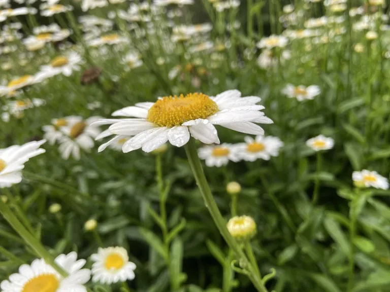 Leucanthemum × superbum 'Becky' flower side view