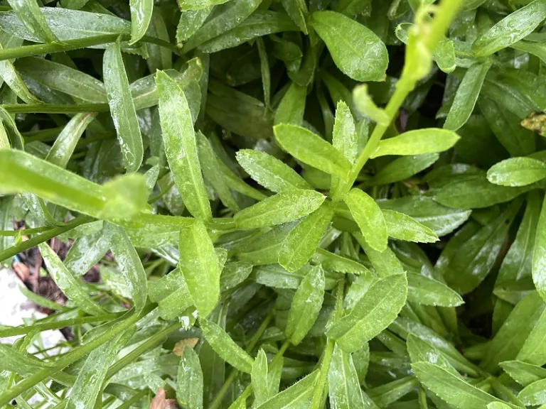 Leucanthemum × superbum 'Becky' foliage