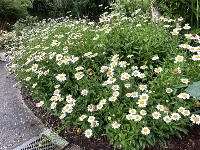 Leucanthemum × superbum 'Becky' habit