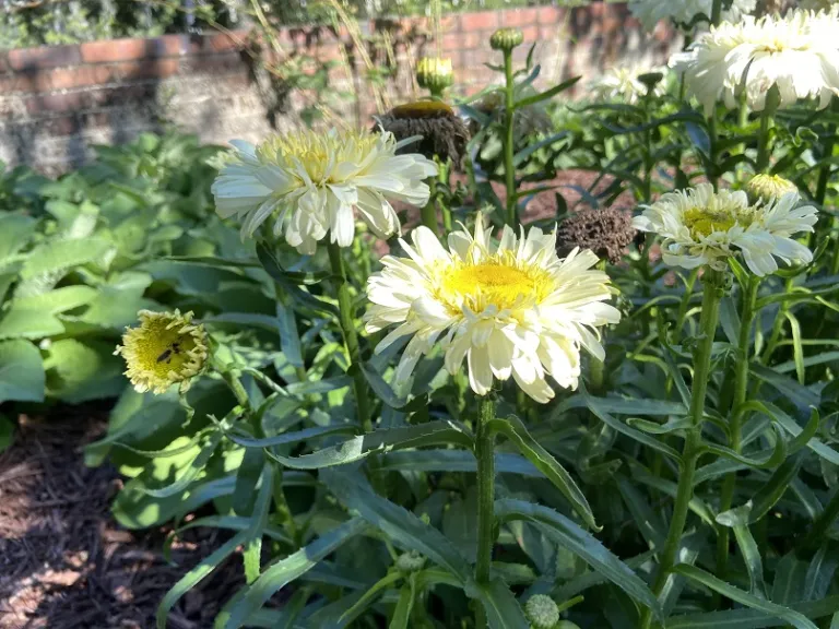 Leucanthemum ×superbum 'Real Charmer' flower