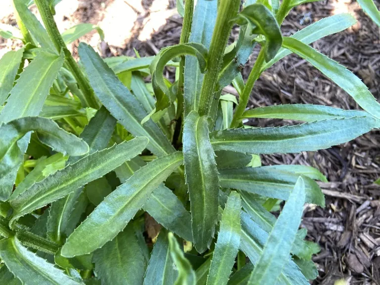 Leucanthemum ×superbum 'Real Charmer' foliage