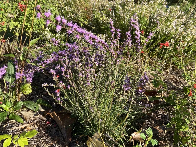 Liatris cokeri flowering habit