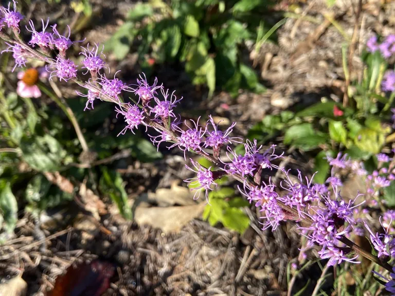 Liatris cokeri flowers