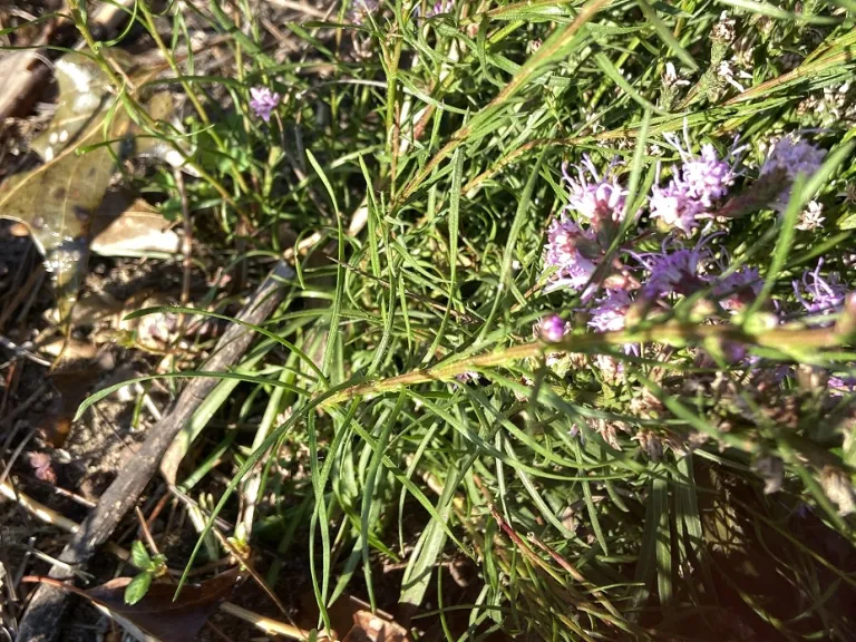 Liatris cokeri foliage