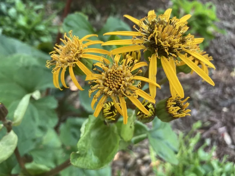 Ligularia dentata 'Midnight Lady' flower