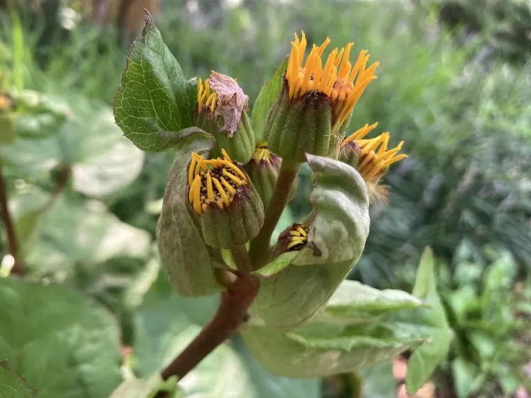 Ligularia dentata 'Midnight Lady' flower buds