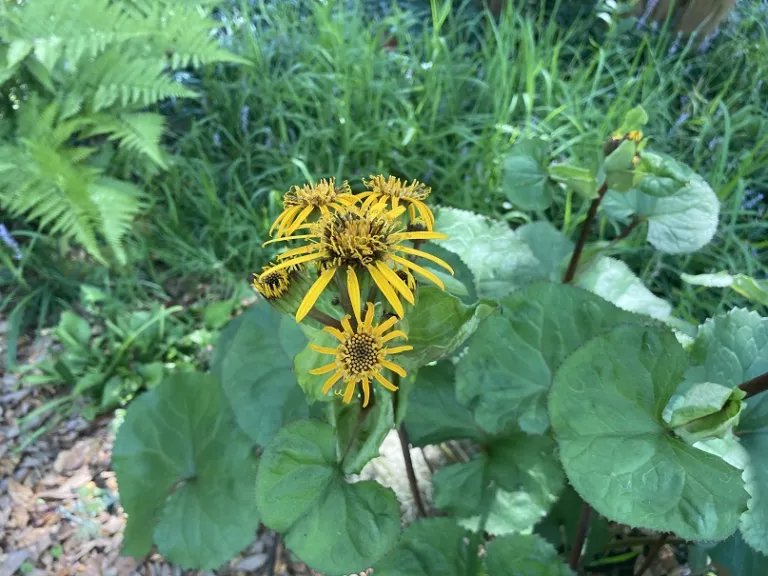 Ligularia dentata 'Midnight Lady' flower