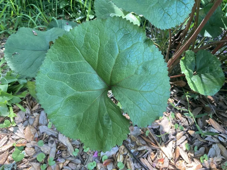 Ligularia dentata 'Midnight Lady' foliage