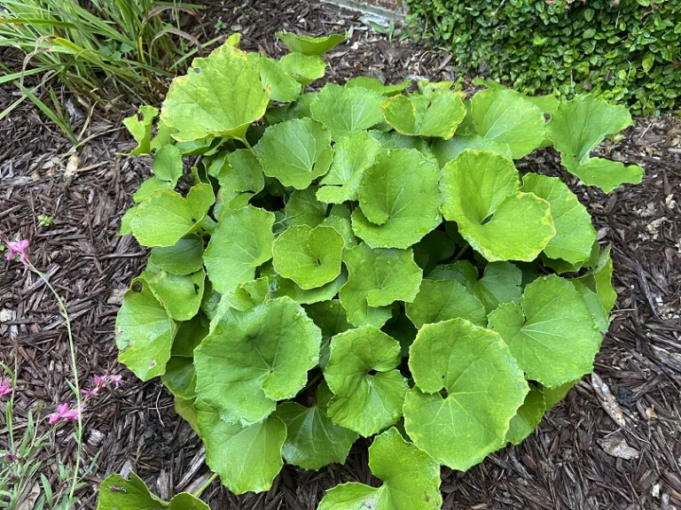 Ligularia japonica foliage