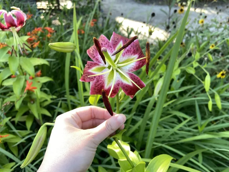 Lilium 'Black Beauty' flower