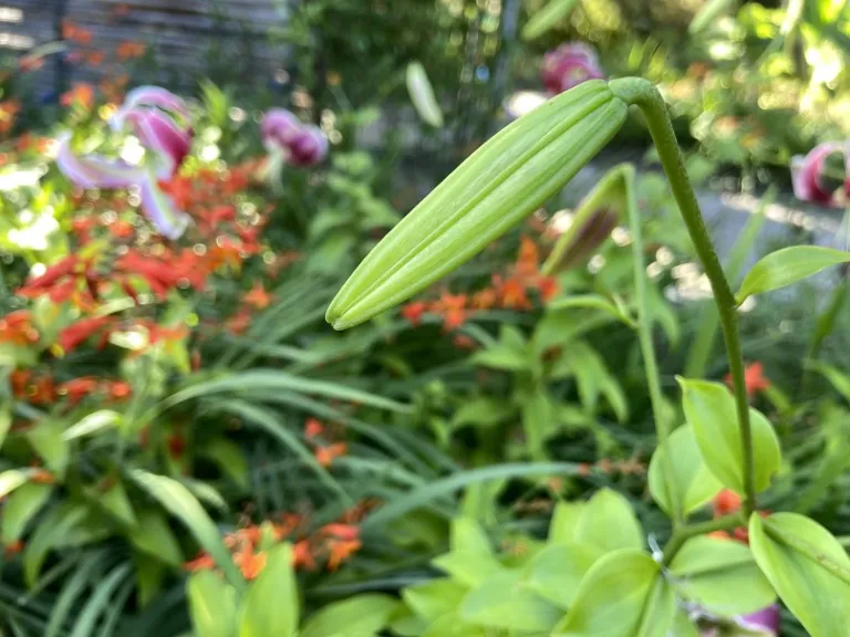 Lilium 'Black Beauty' flower bud