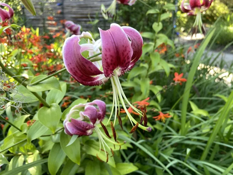 Lilium 'Black Beauty' flower