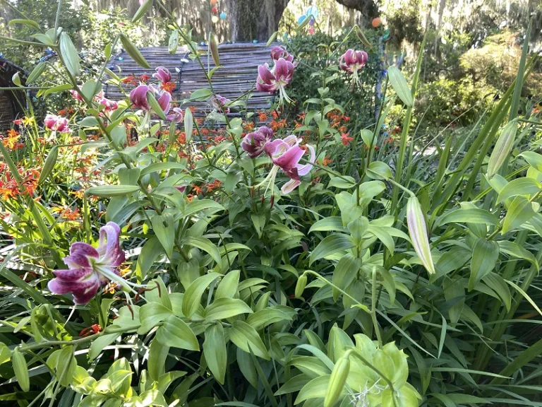 Lilium 'Black Beauty' flowering habit