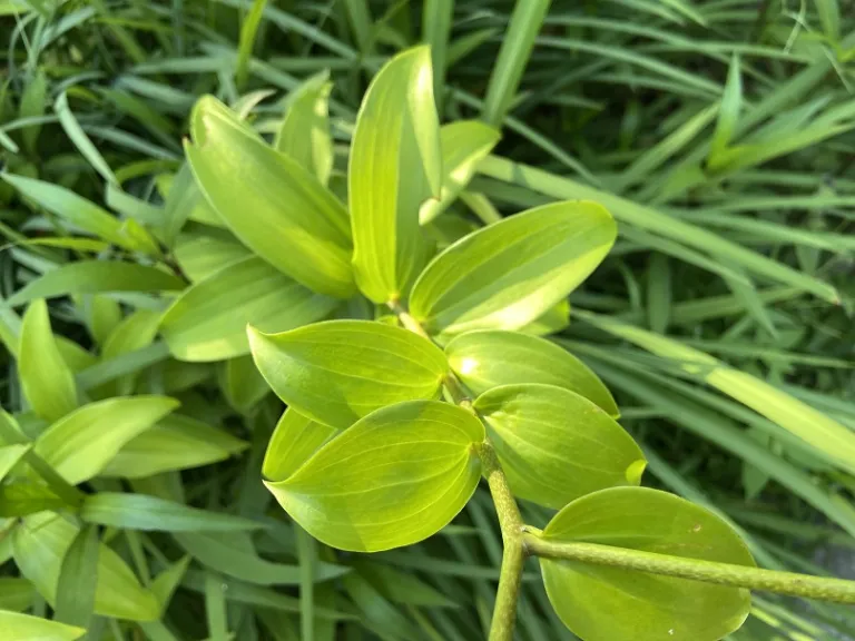 Lilium 'Black Beauty' foliage