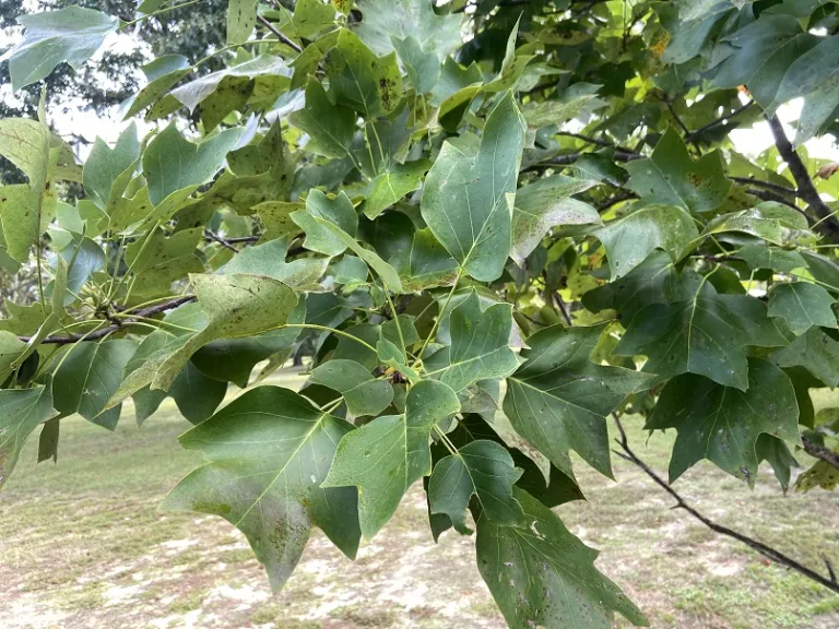 Liriodendron tulipifera foliage