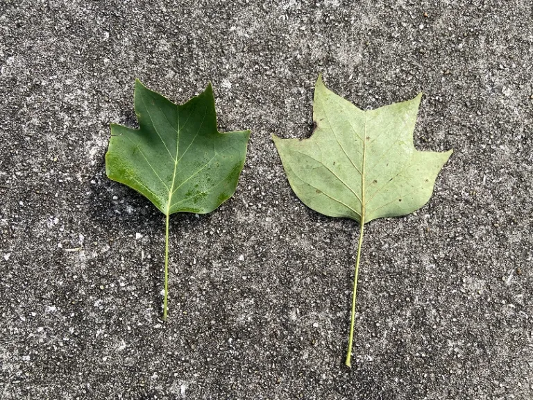 Liriodendron tulipifera leaf front and back