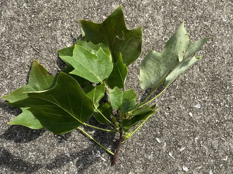 Liriodendron tulipifera stem