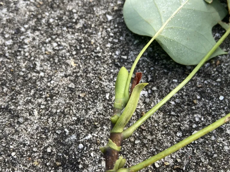 Liriodendron tulipifera terminal bud