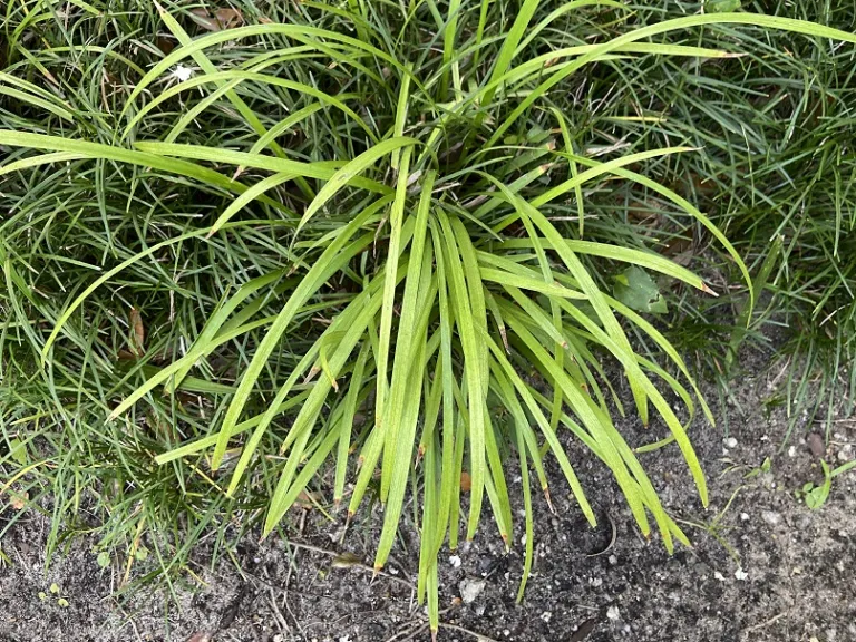 Liriope muscari 'PeeDee Gold Ingot' foliage