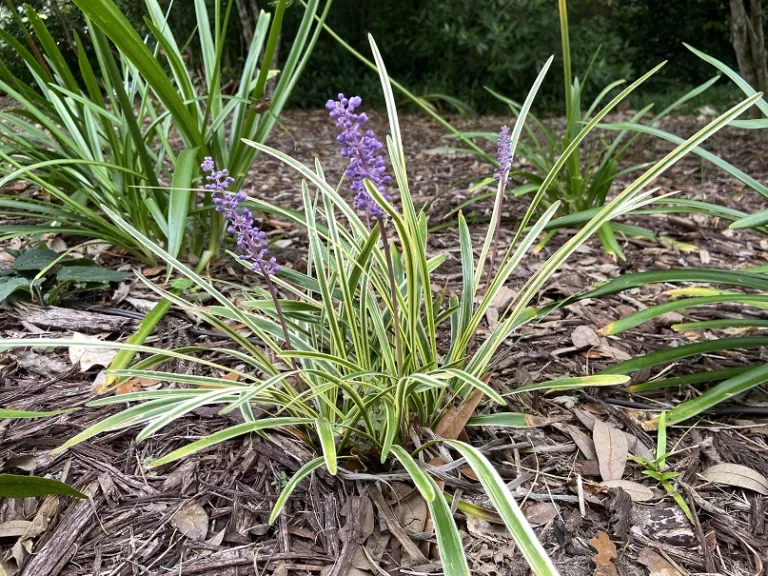 Liriope muscari 'Variegata' flowering habit