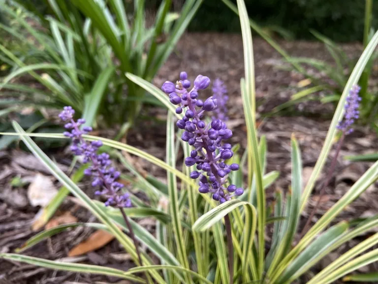 Liriope muscari 'Variegata' flowers