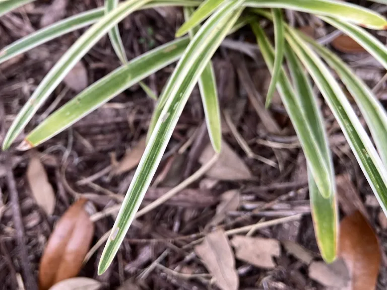 Liriope muscari 'Variegata' foliage