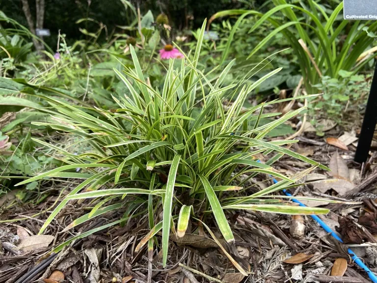 Liriope muscari 'Variegata' habit