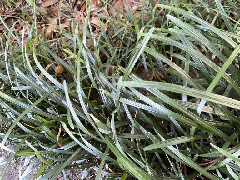 Liriope spicata foliage