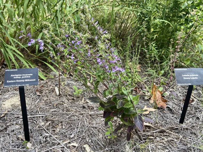 Lobelia puberula flowering habit