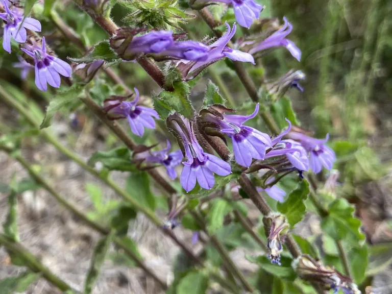 Lobelia puberula flowers