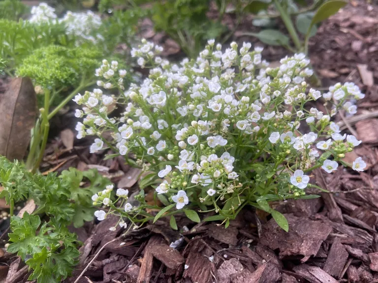 Lobularia maritima 'Snow Crystals' flowering habit