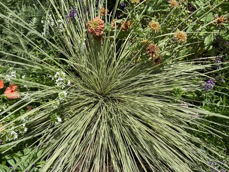 Lomandra longifolia 'Roma 13' (Platinum Beauty®) foliage