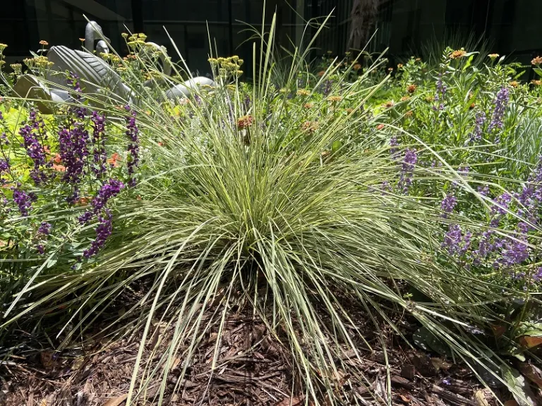 Lomandra longifolia 'Roma 13' (Platinum Beauty®) habit