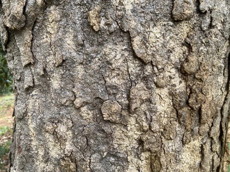 Magnolia grandiflora bark