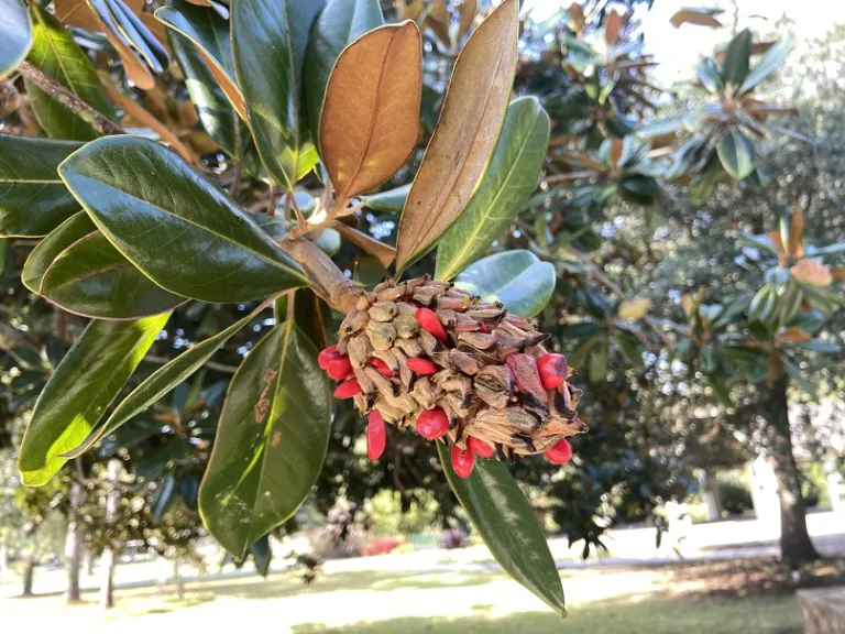 Magnolia grandiflora fruit