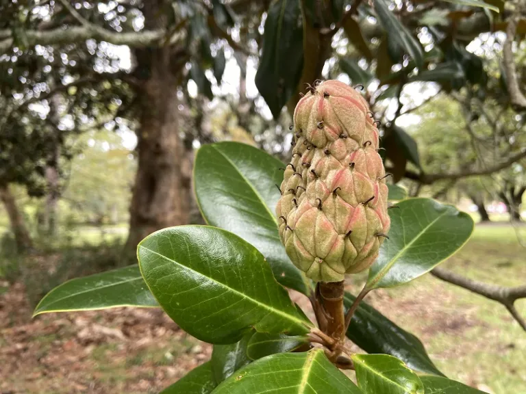 Magnolia grandiflora fruit