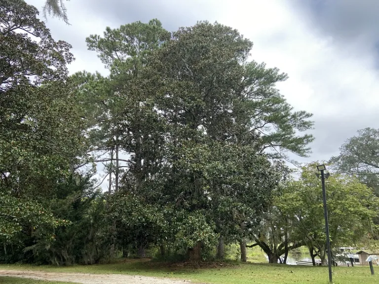 Magnolia grandiflora habit